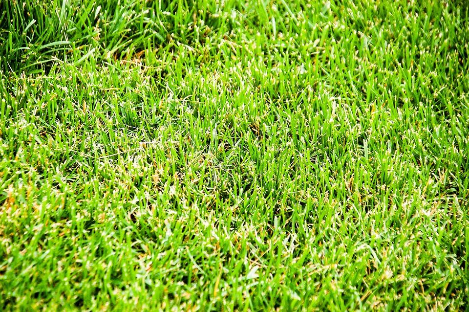 Closeup shot of the green grass